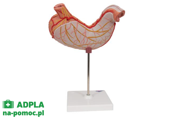 model żołądka człowieka, 2 części - 3b smart anatomy kat. 1000302 k15 3b scientific modele anatomiczne 2